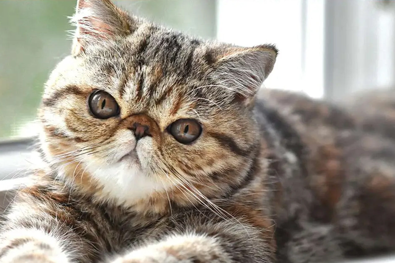 Exotic Shorthair Cat.