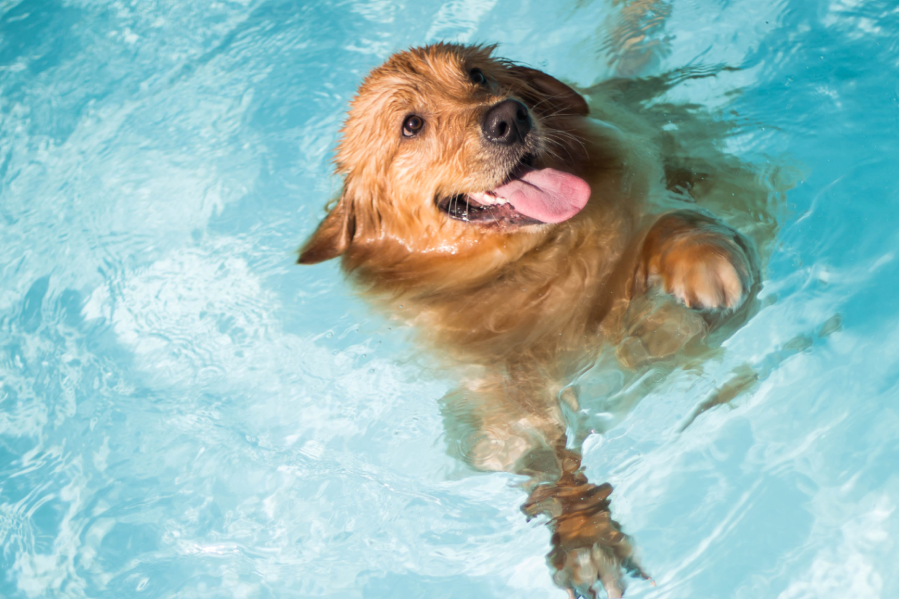 Tips For Traveling With Your Dog