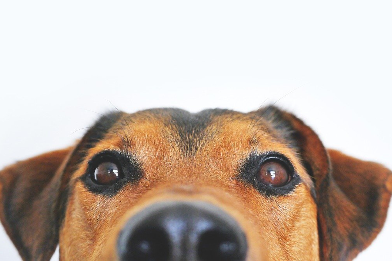 Eye Drops for Dogs: Everything You Need to Know