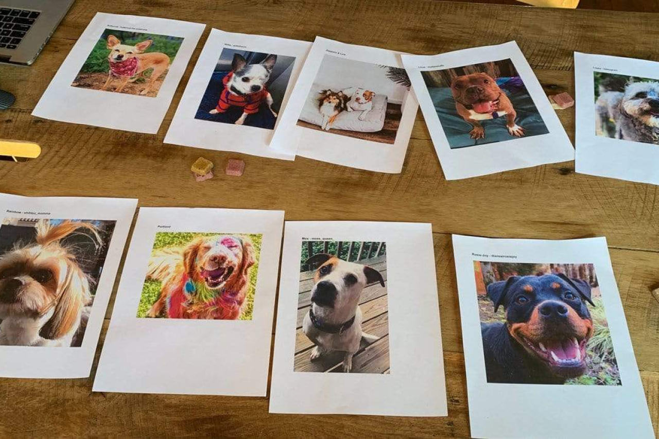 The Results Are In - See Which Dogs Made The Cut For The Wild Earth Dog Model Search!