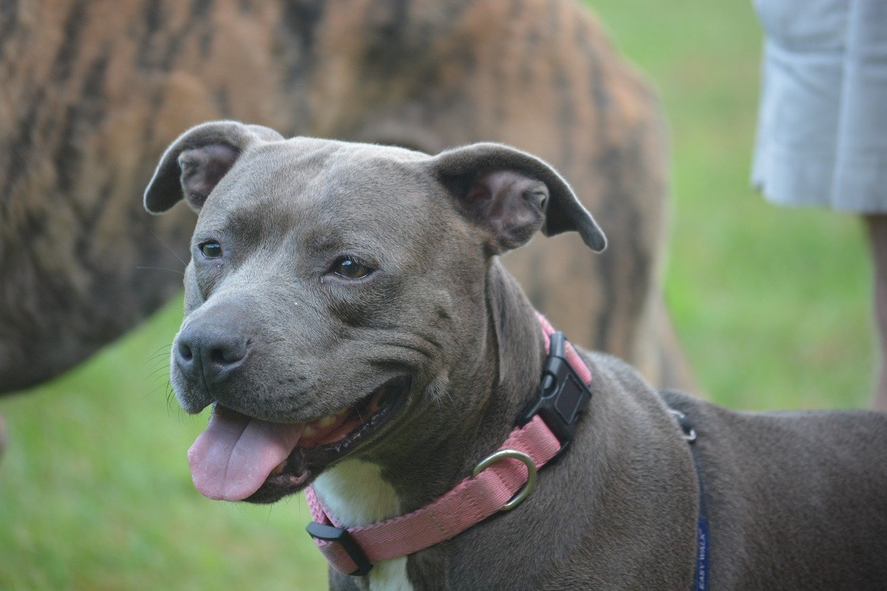 grey pitbull puppy