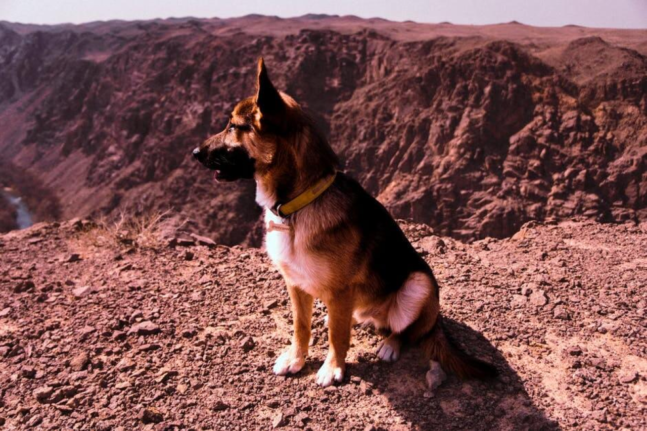 Hot Spots on Dogs: Causes, Treatments and Prevention