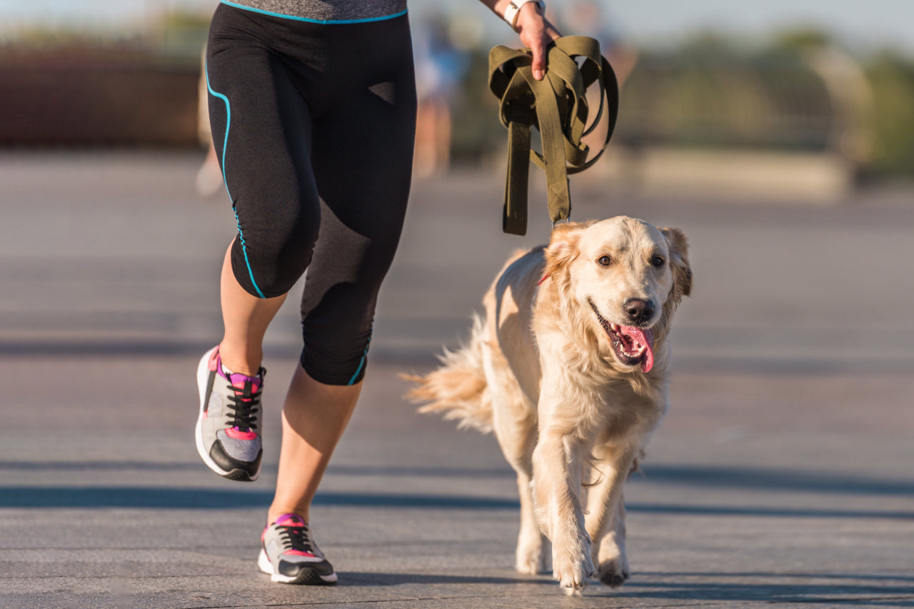 A dog being leashed trained on a run with its owner.