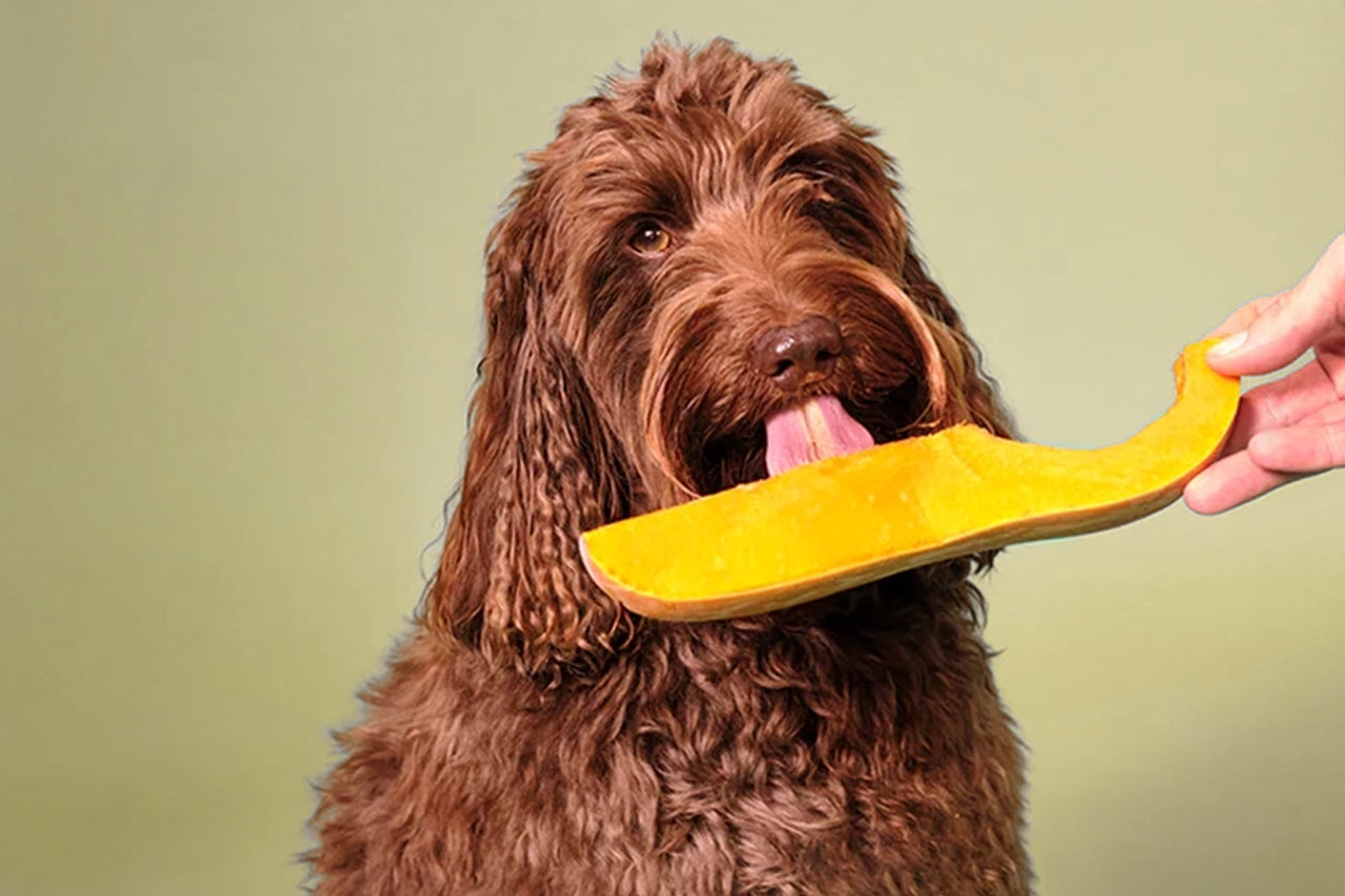 Dog eating a vegetable.