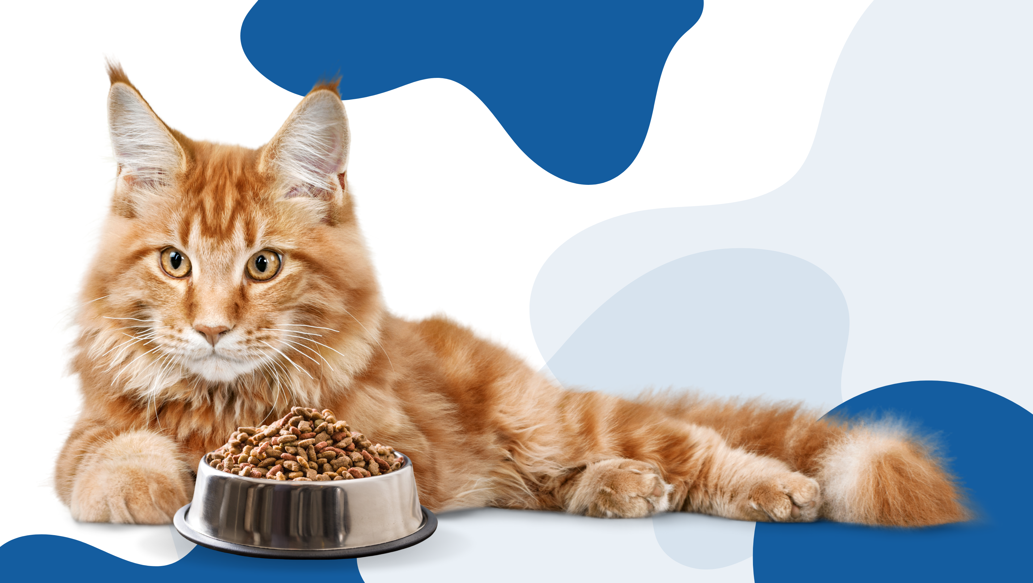 9 Essential Tips to Help You Pick the Best Cat Food