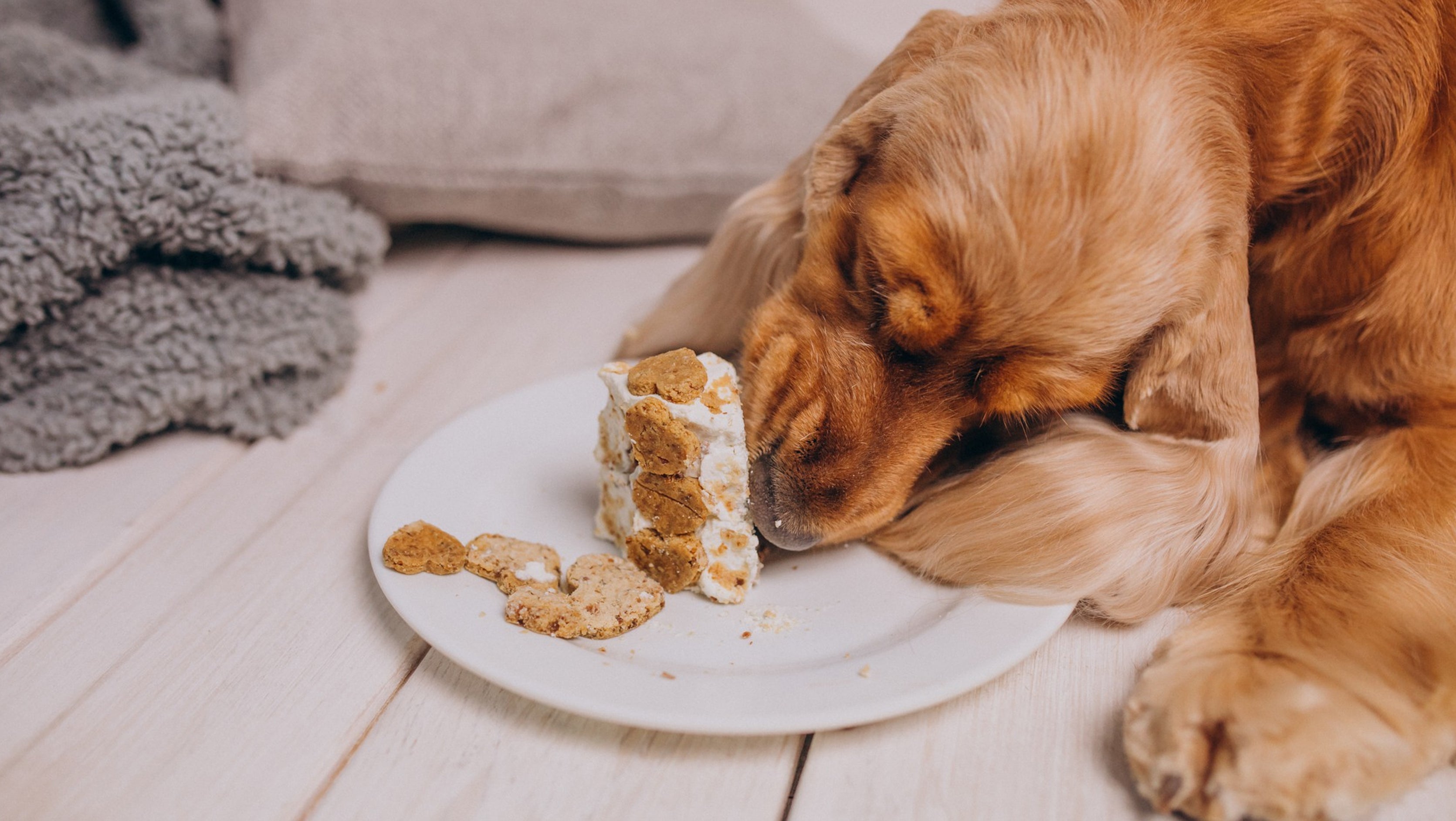 Common Food Allergies and Intolerances in Dogs