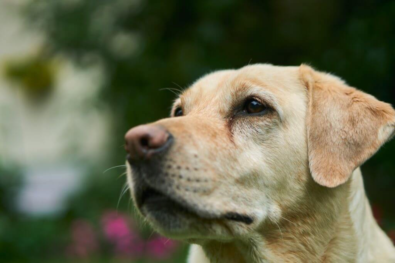 Is Neosporin Safe for Dogs? Minor Wound Care for Your Pup