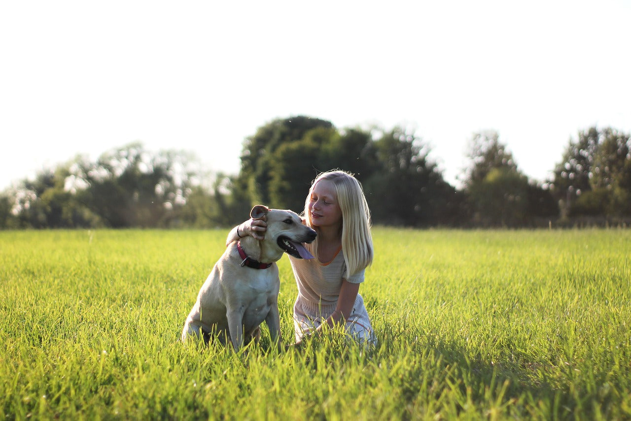 labrador retriever skin allergies