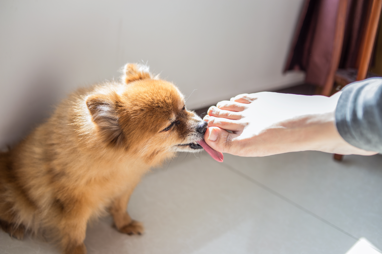 Why Does My Dog Lick My Legs?