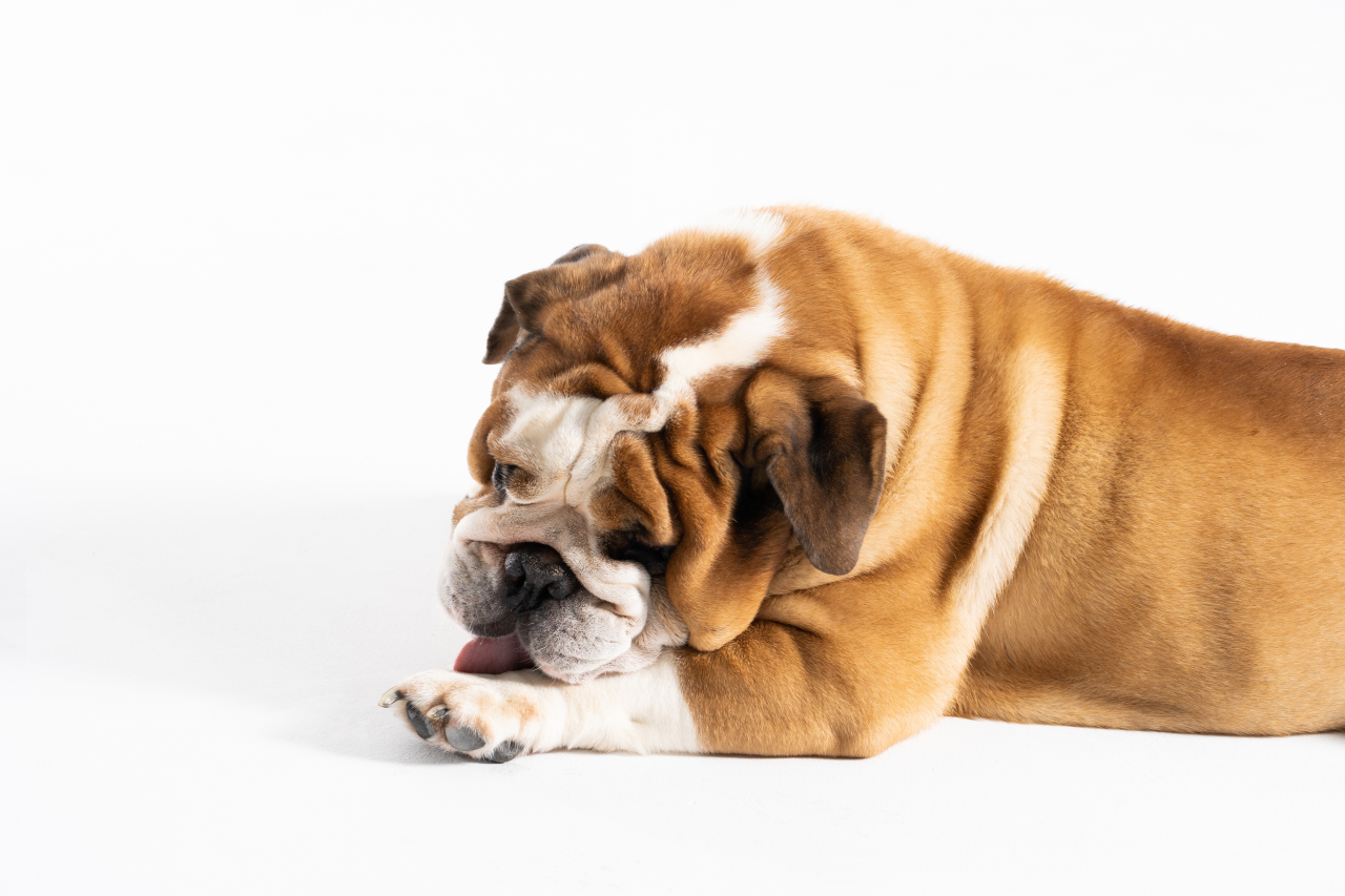 Why Dogs Lick Their Paws