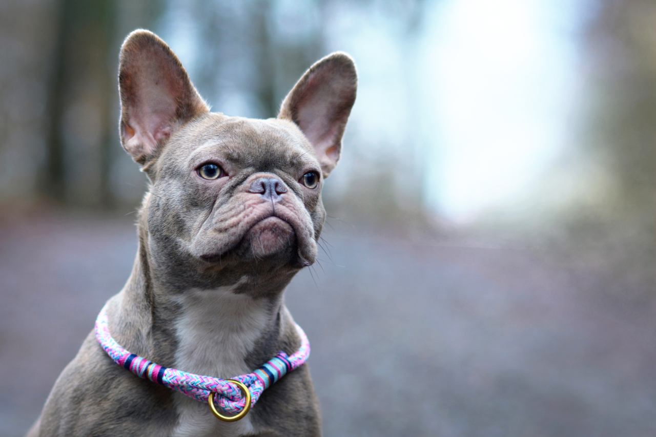 French bulldog online lilac color