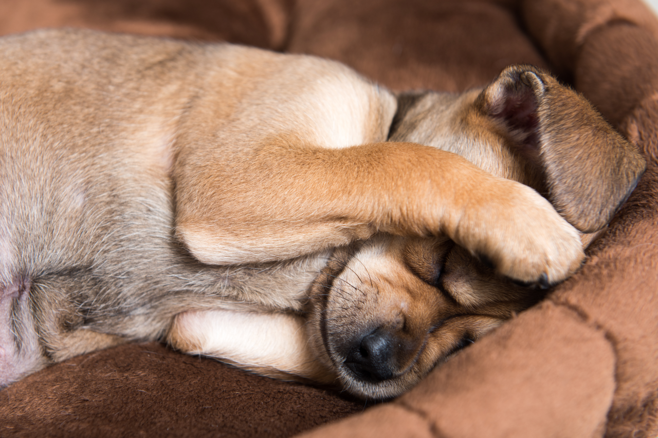 Fireworks, Thunderstorms, and Noise Phobias in Pets