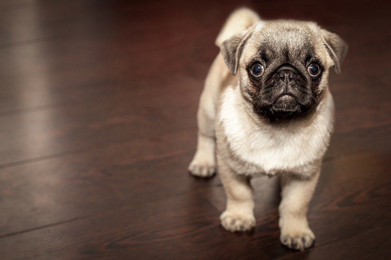 most popular boy dog names
