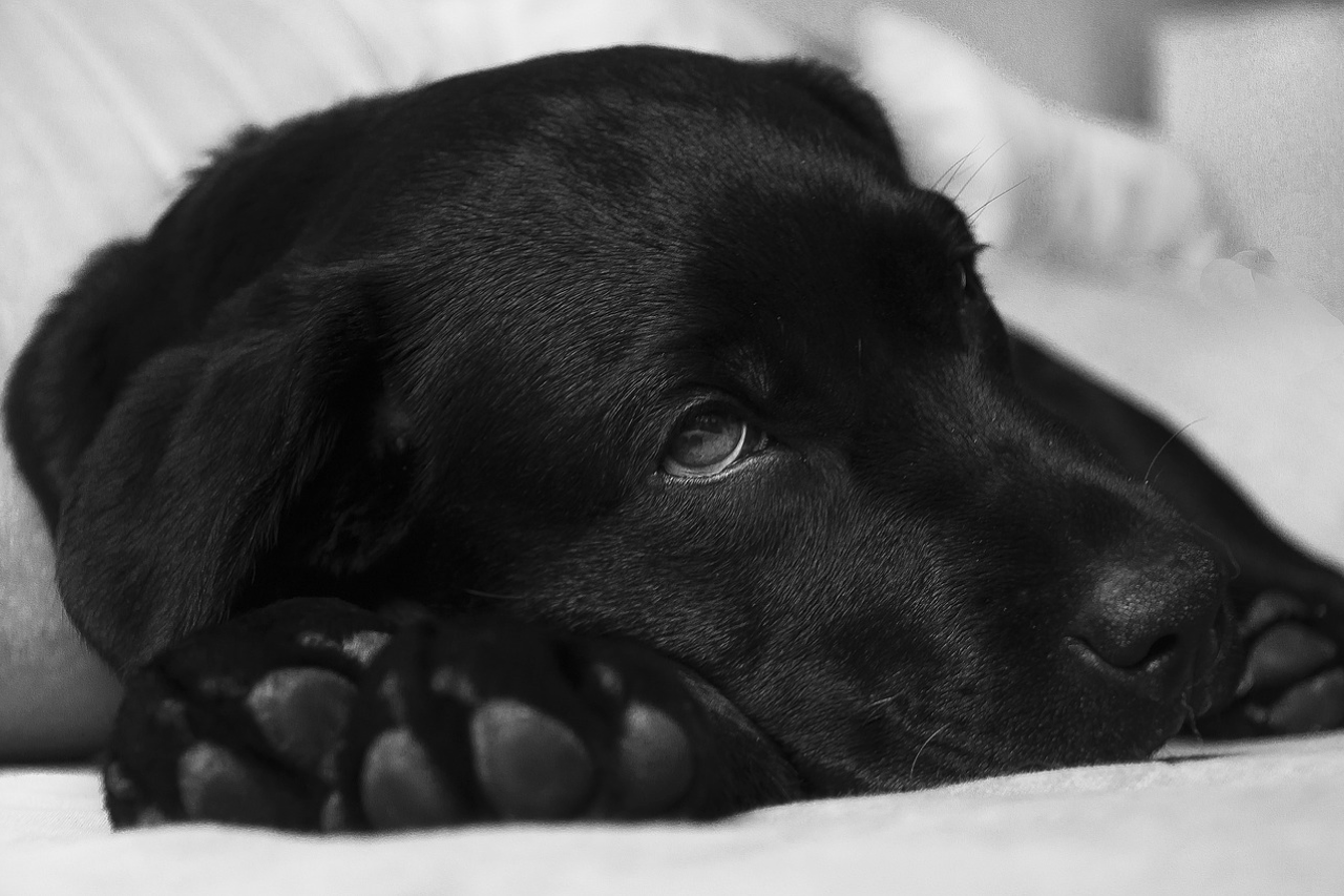 Why Do Dogs Throw Up So Much?
