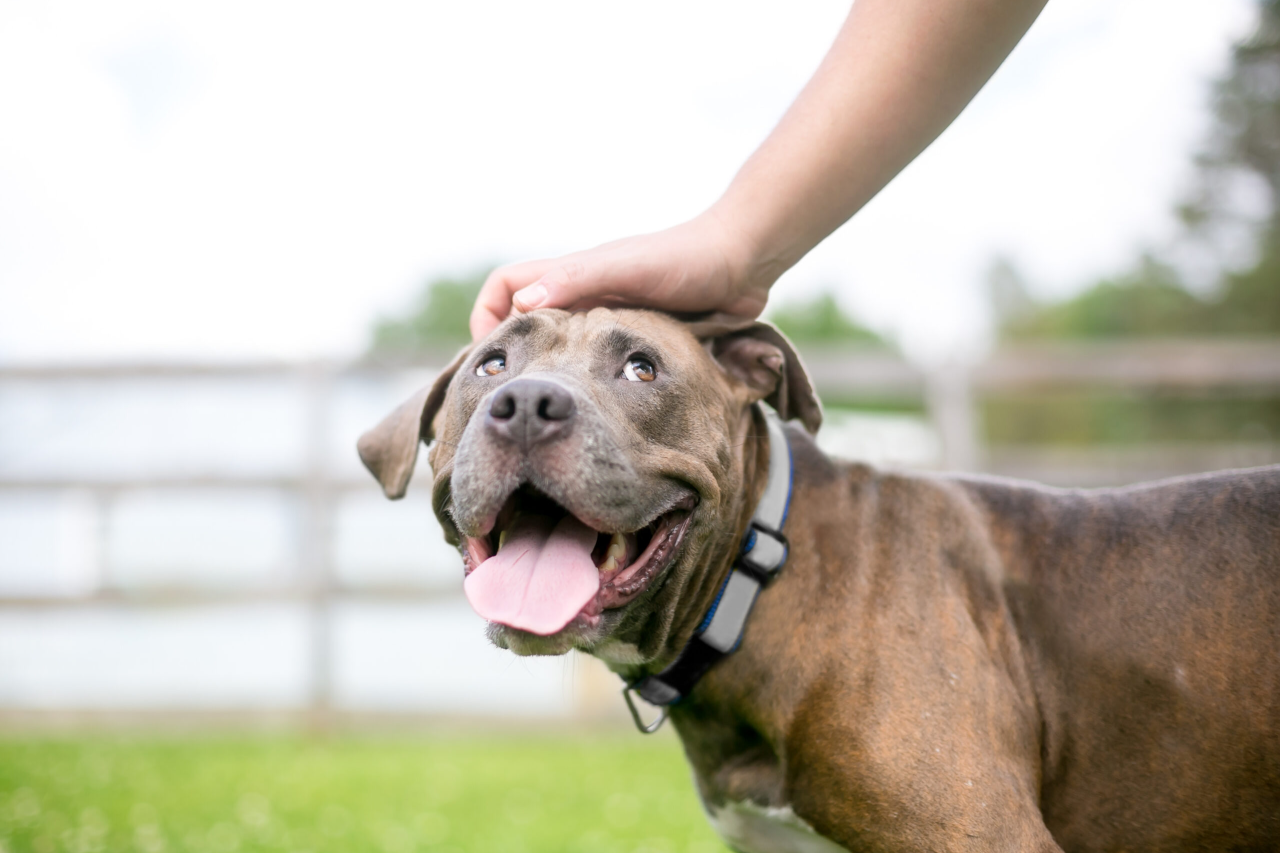 National pit online bull rescue