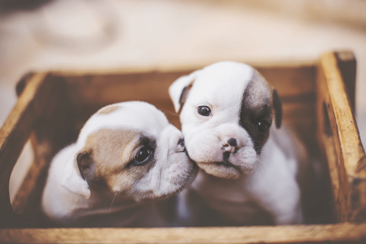 How to Crate Train a Puppy While Keeping Your Sanity