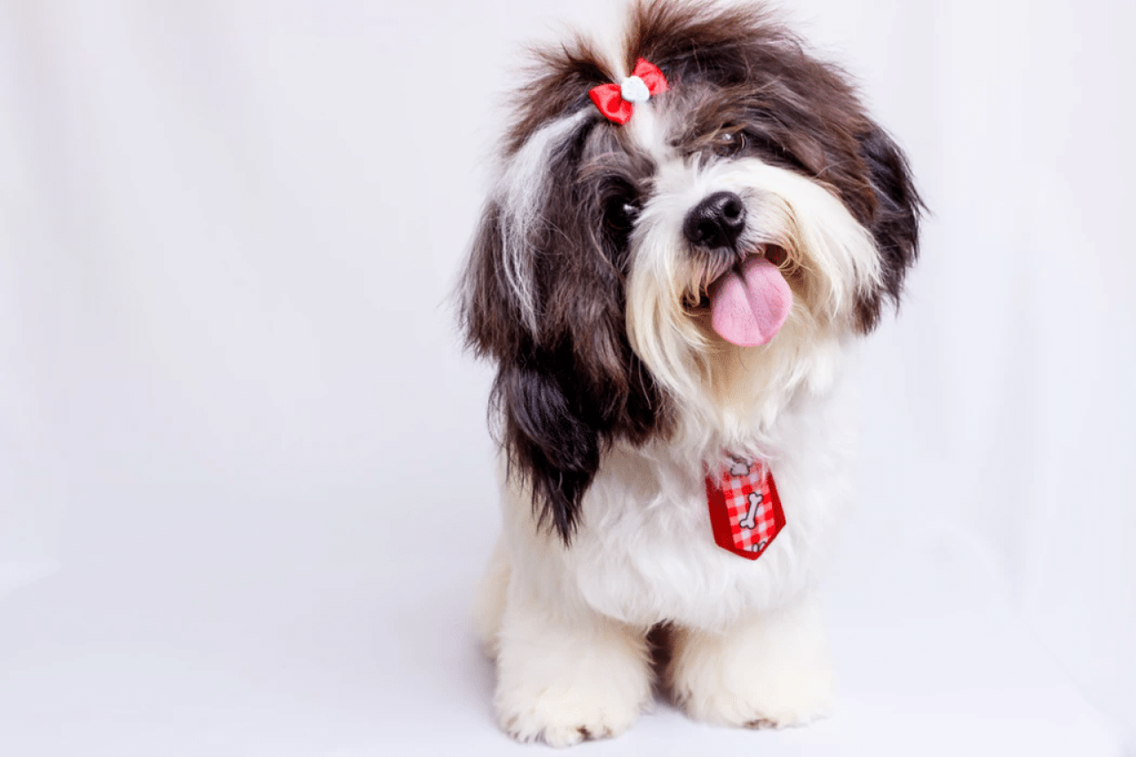Why Do Dogs Lick? How to Kick This Slobbery Habit