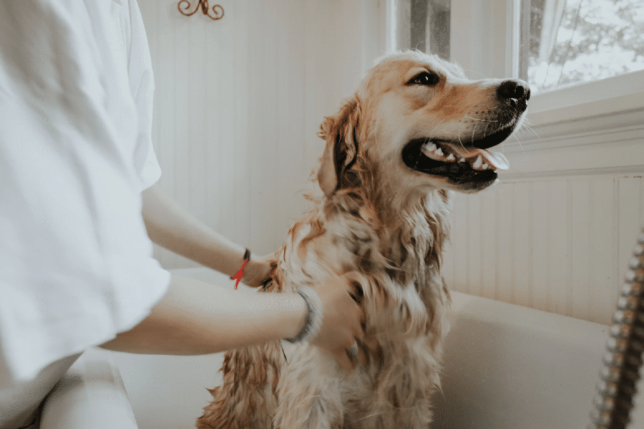 Is human shampoo bad for dogs best sale