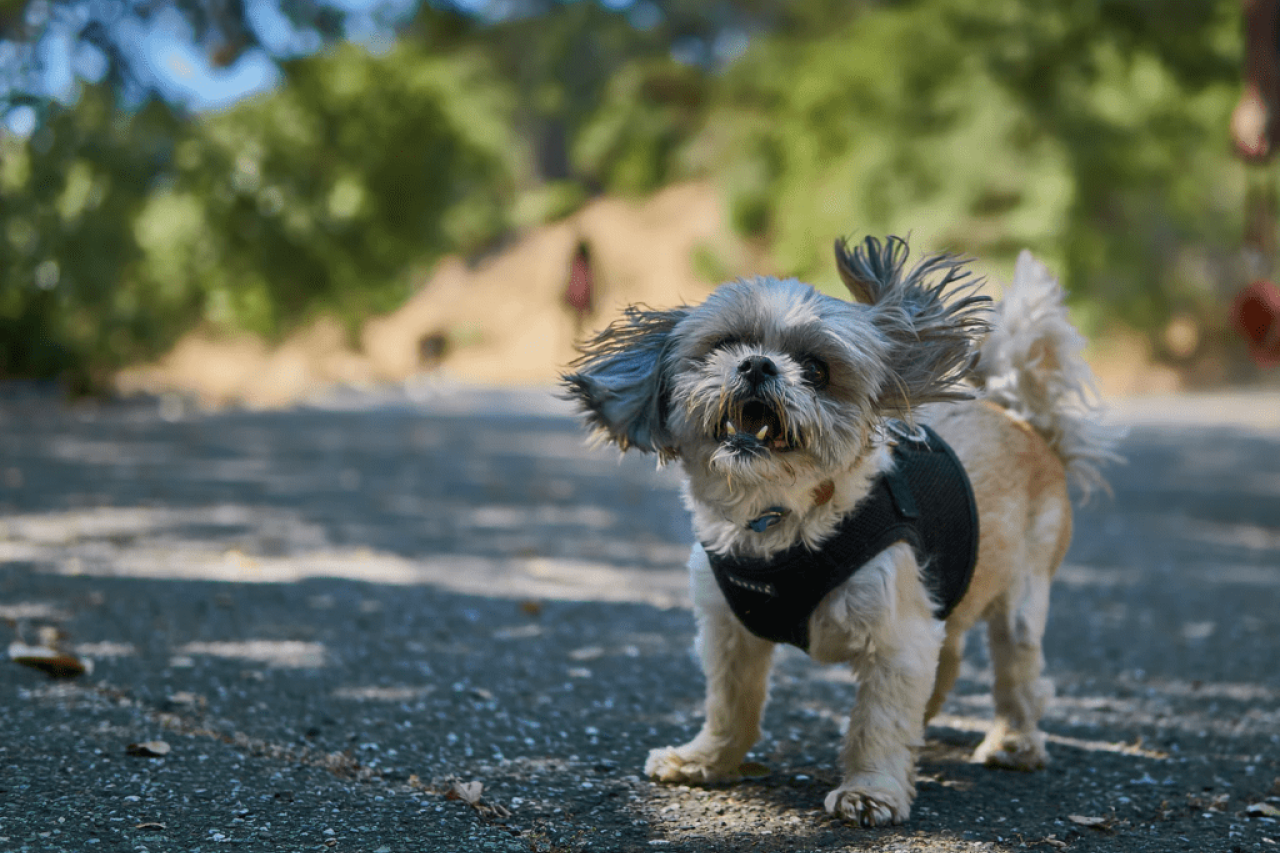 Why Do Dogs Shake? How to Tell When It's Not Just a Happy Dance