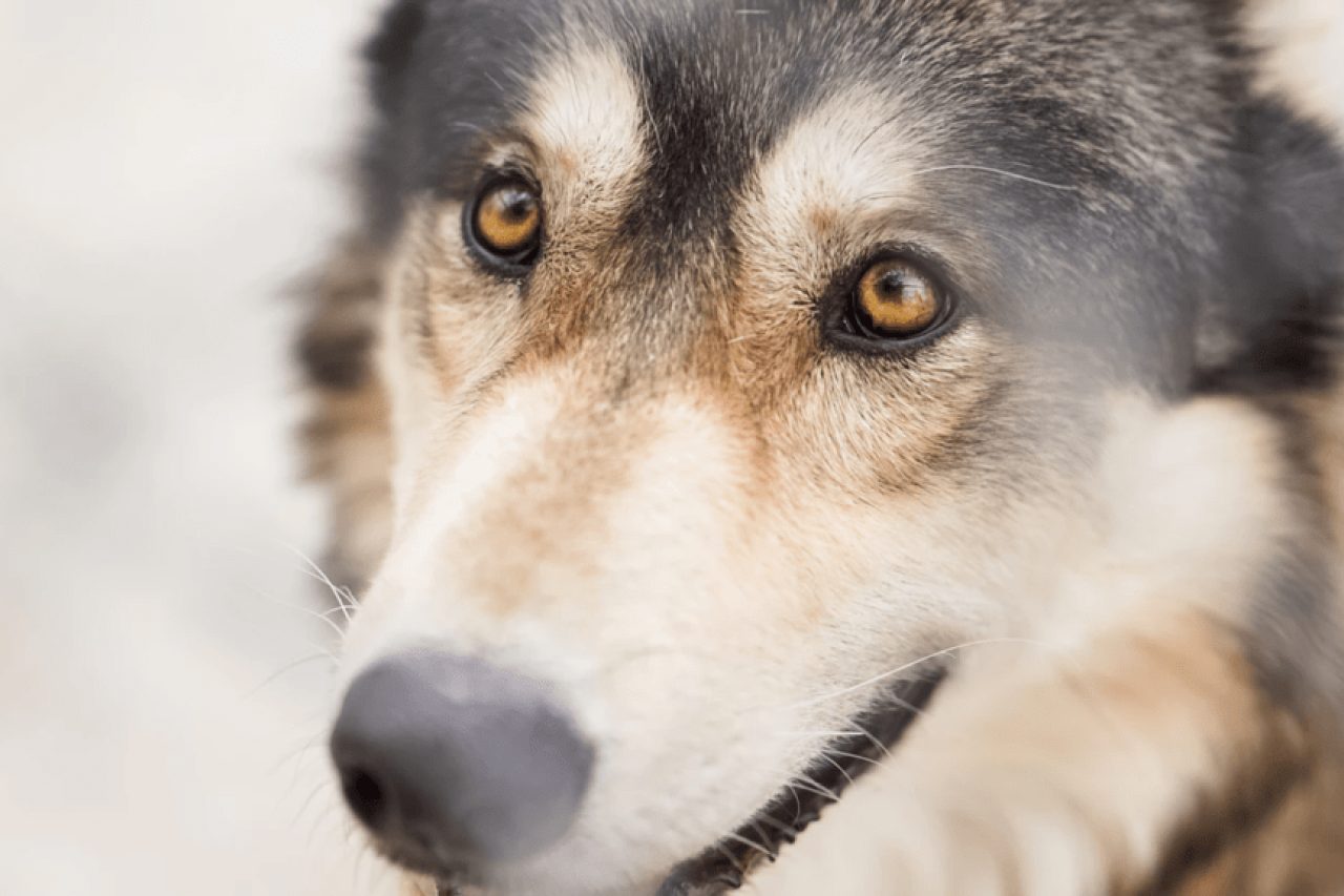 Is Tea Tree Oil Safe for Dogs?