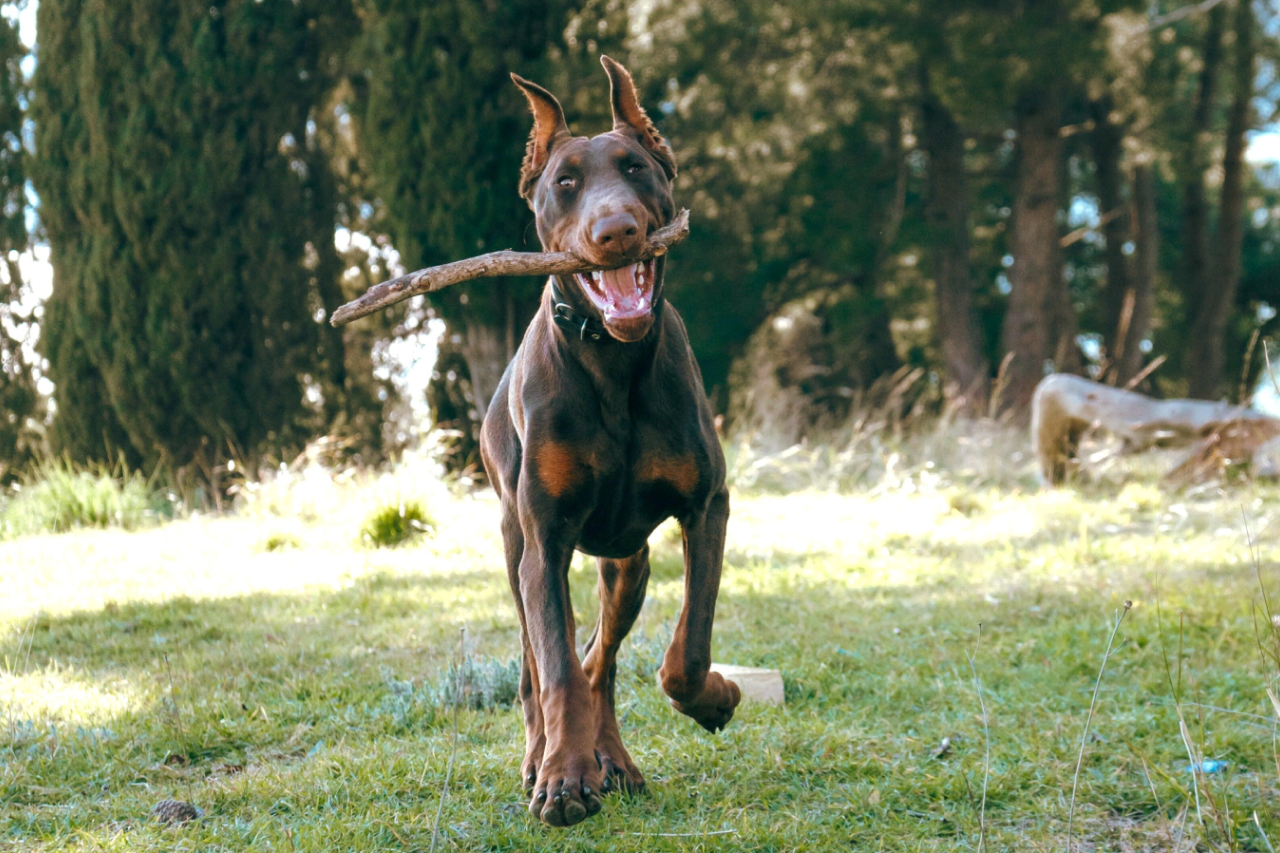 What Does "Cruelty-Free" Really Mean?