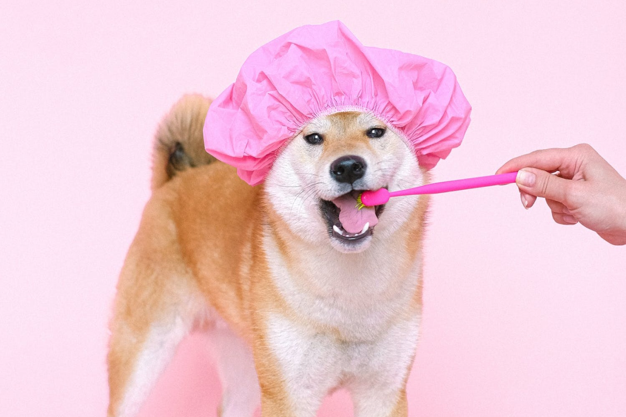 Brushing Your Dog’s Teeth With Confidence (and the Right Tools)