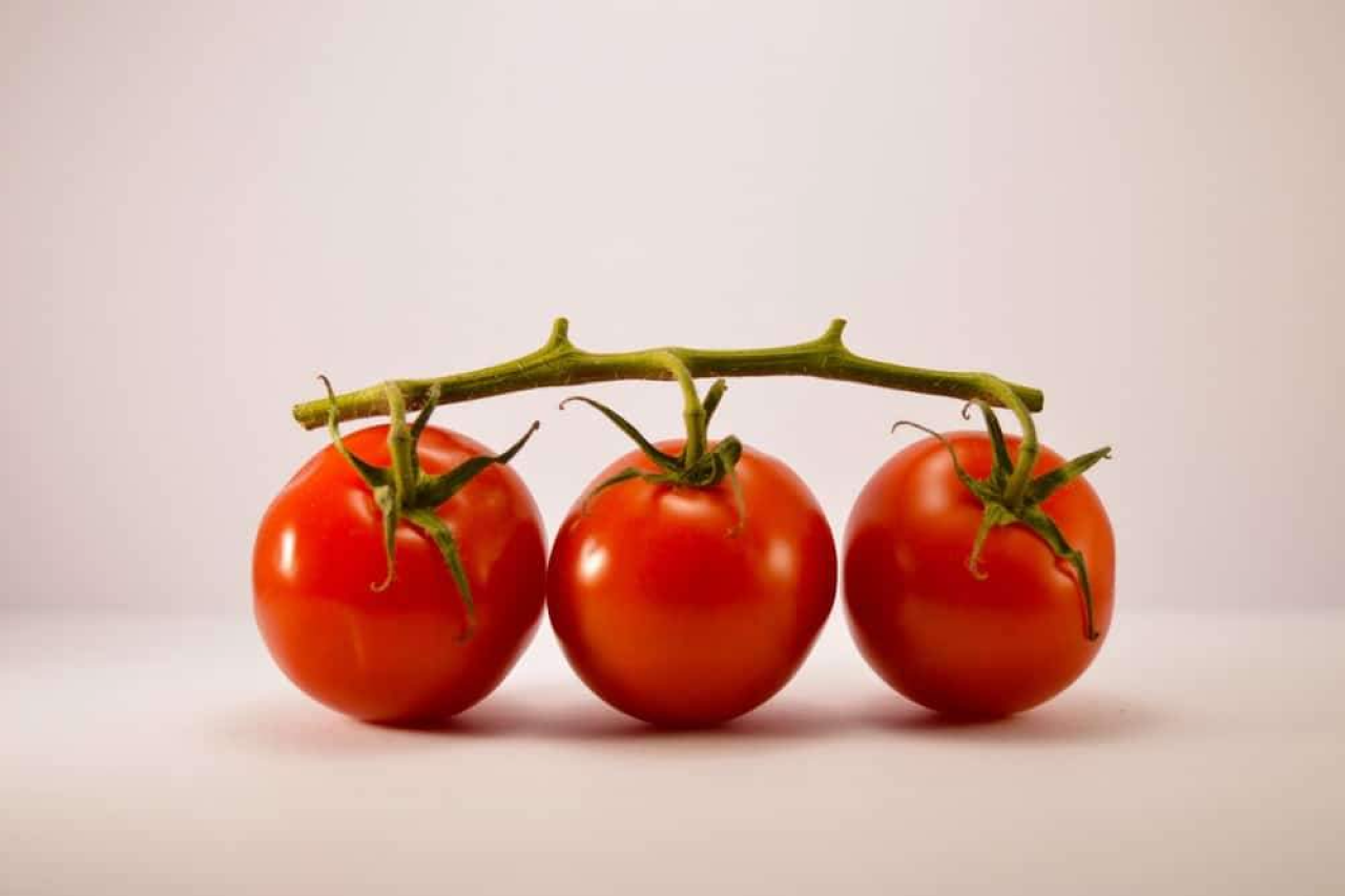 Can Dogs Eat Tomatoes?