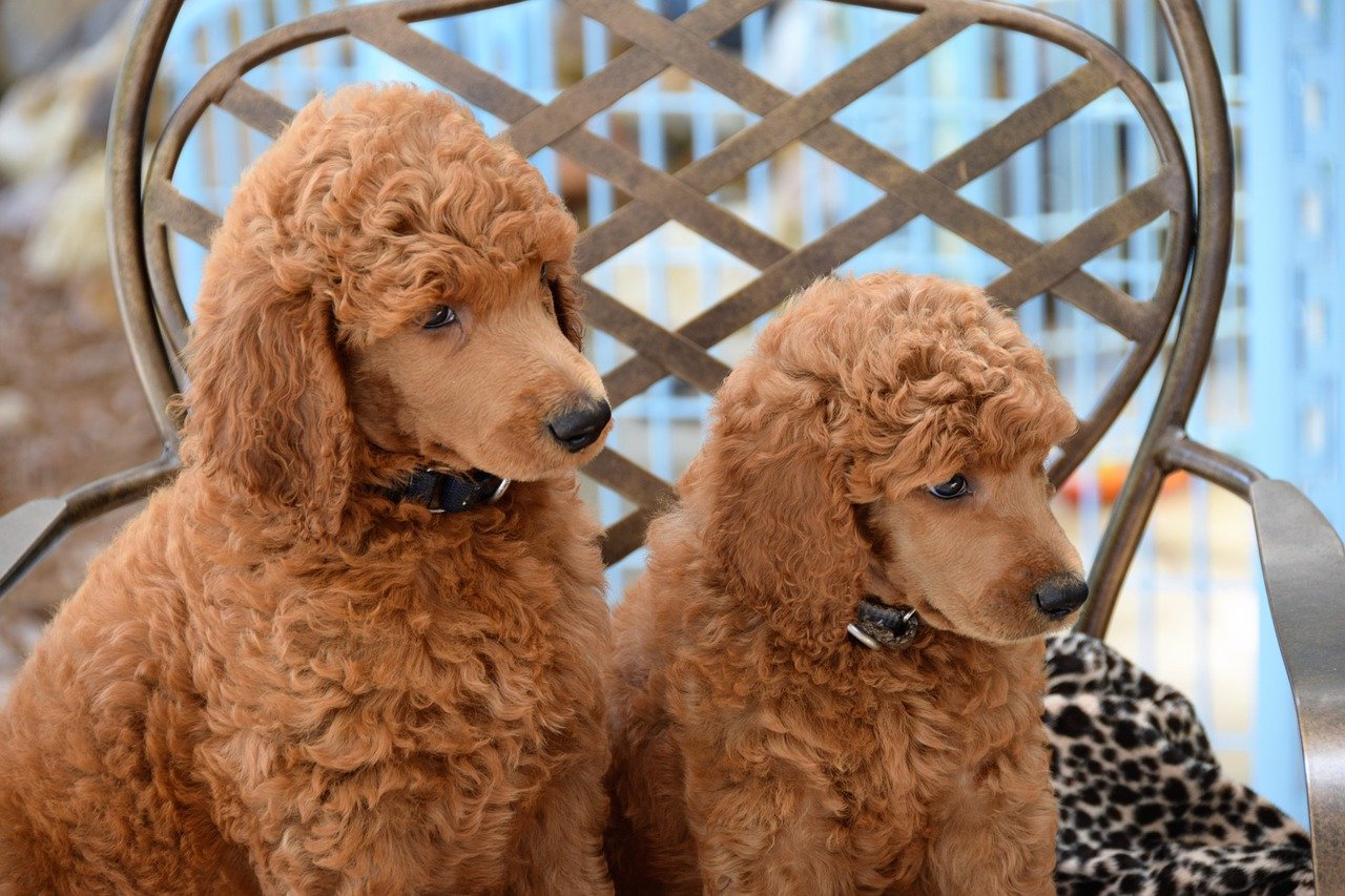 poodle allergies