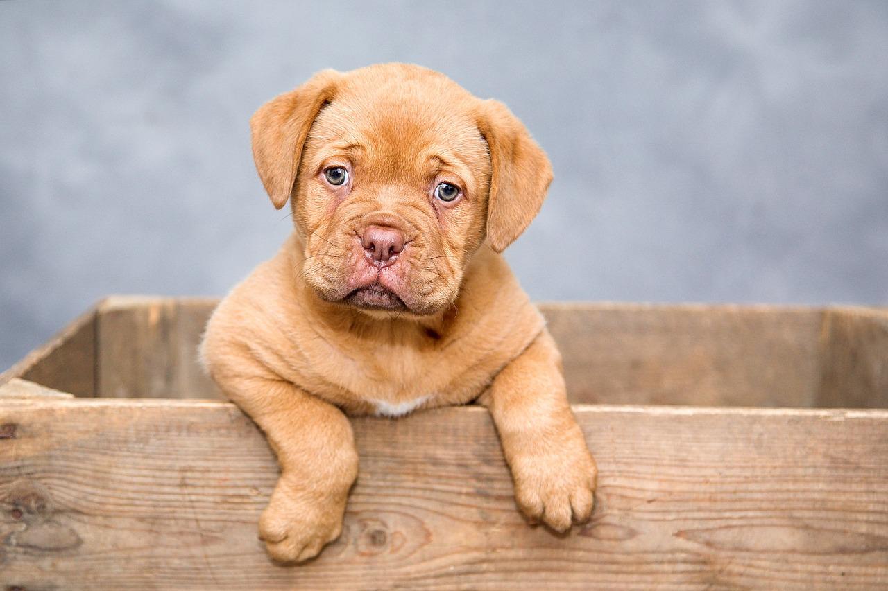 How long does deworming 2025 side effects last in puppies