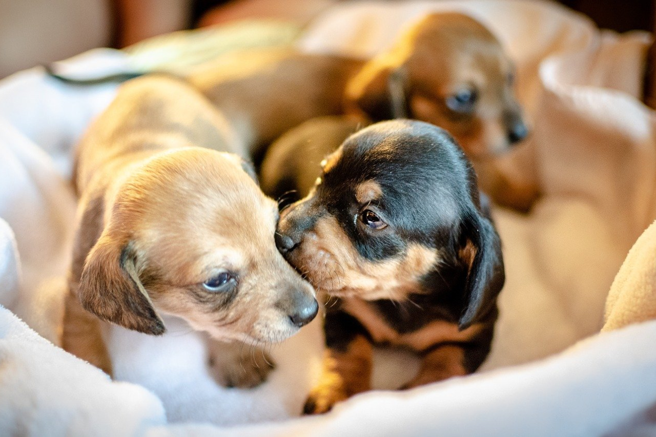 Littermate Syndrome - Background History & Treatment Options