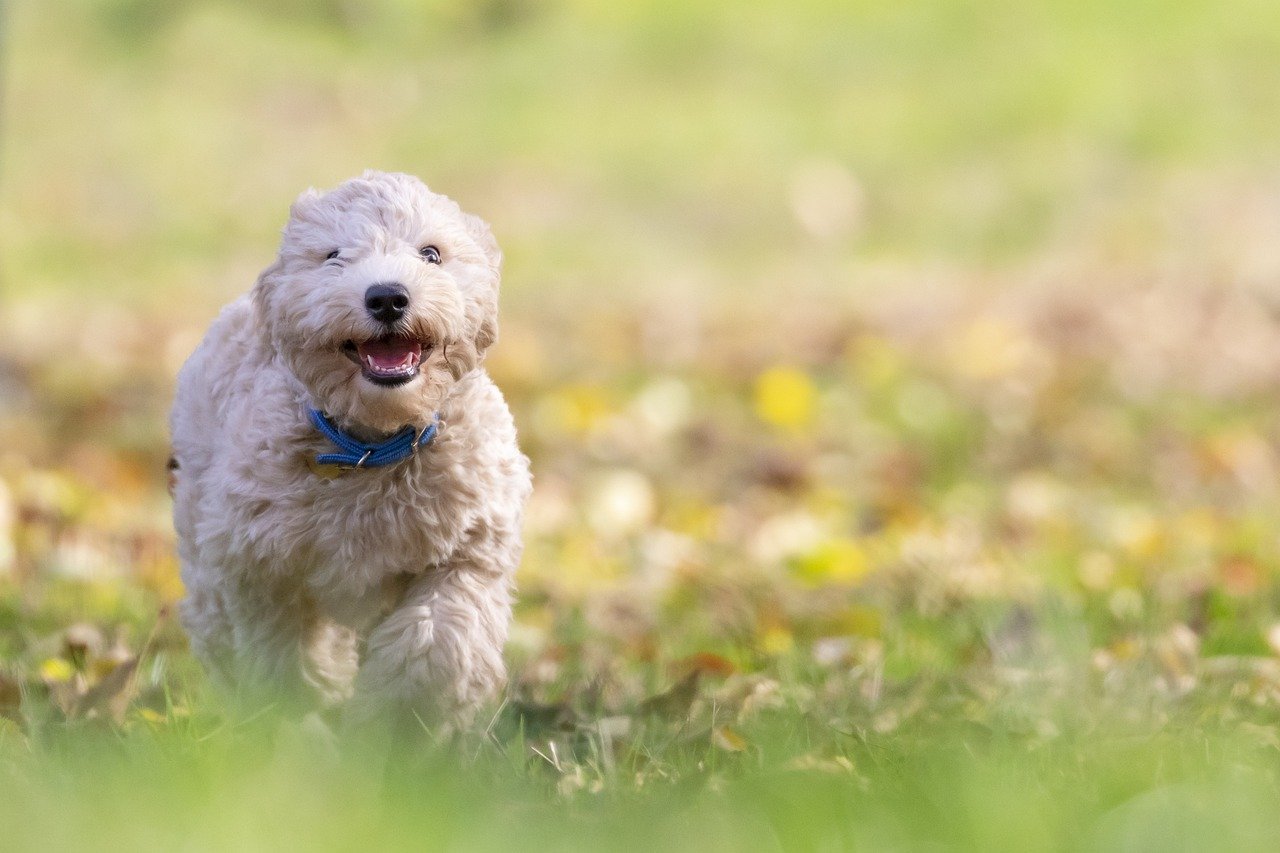 raleigh nc dog parks