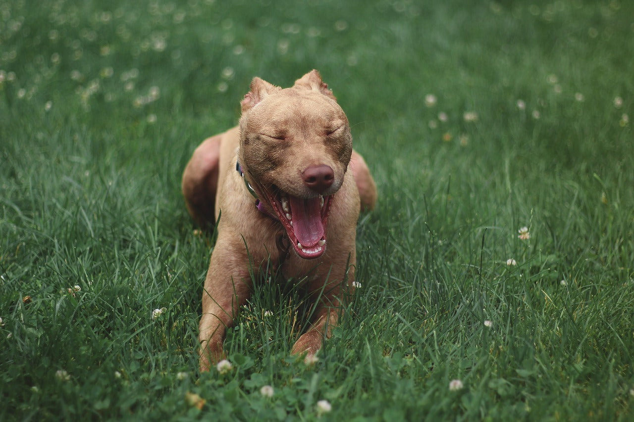 red nose pitbull breed guide