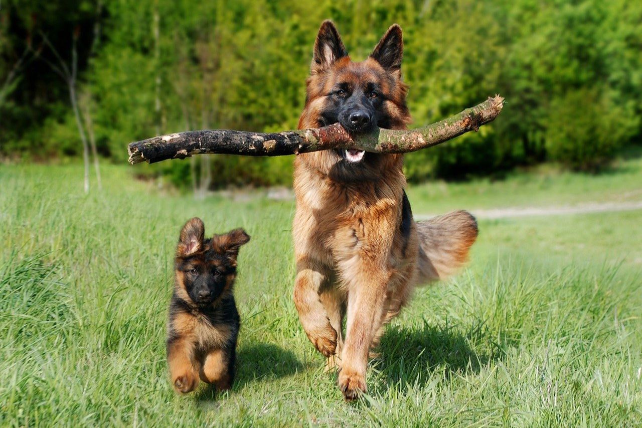 Sable German Shepherd - Dog Breed Facts and History