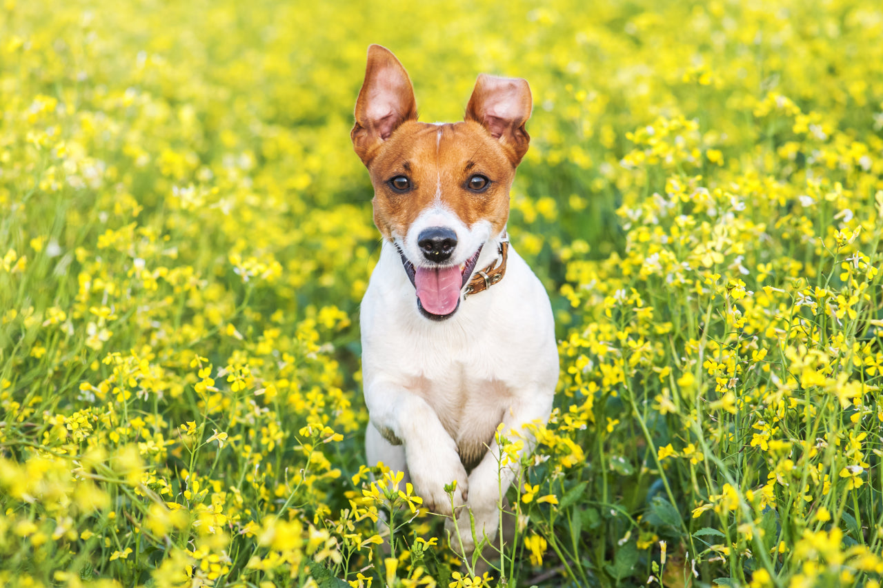 dog in flower field