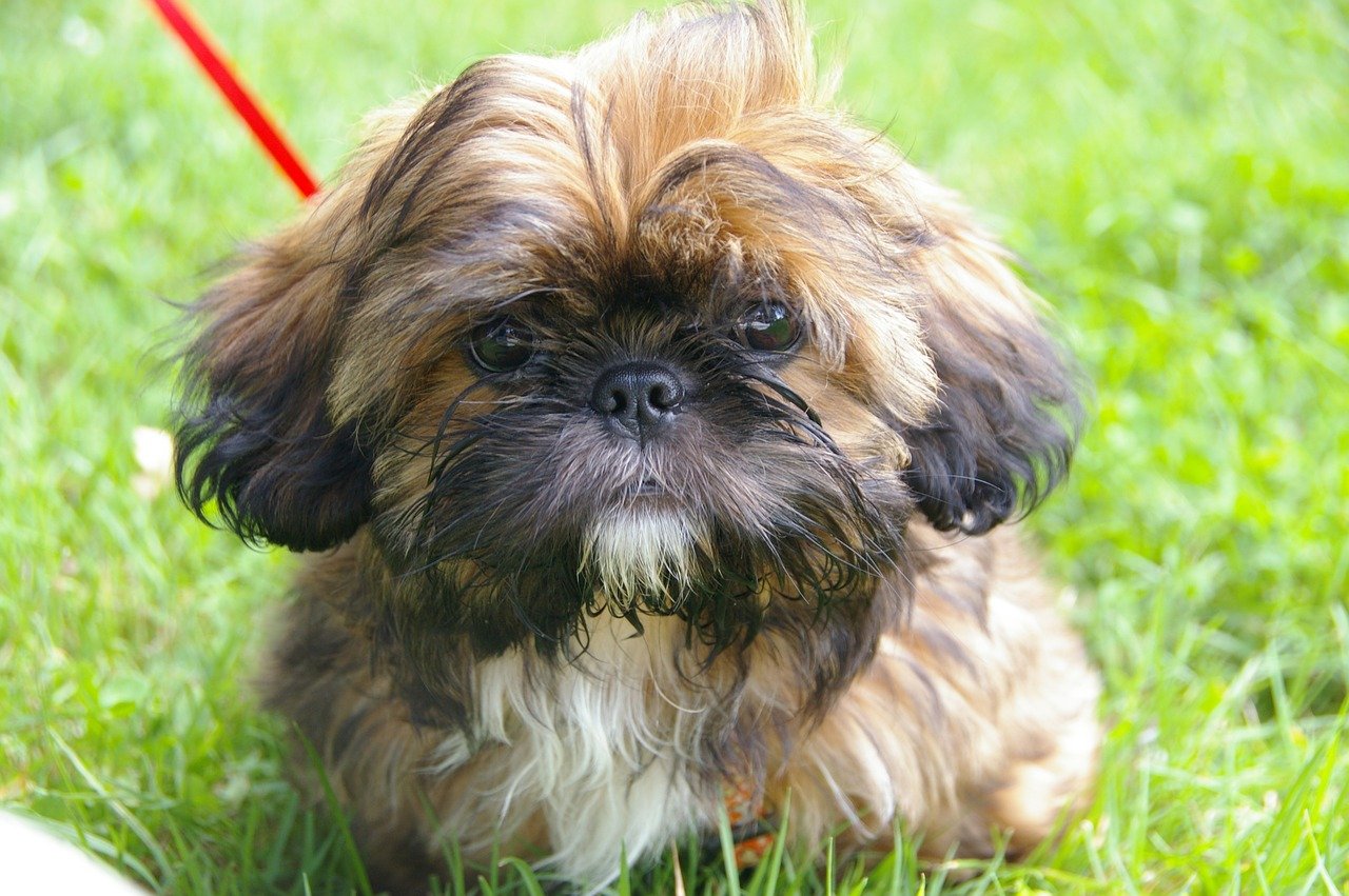 Shih tzu scratching ears all 2024 the time