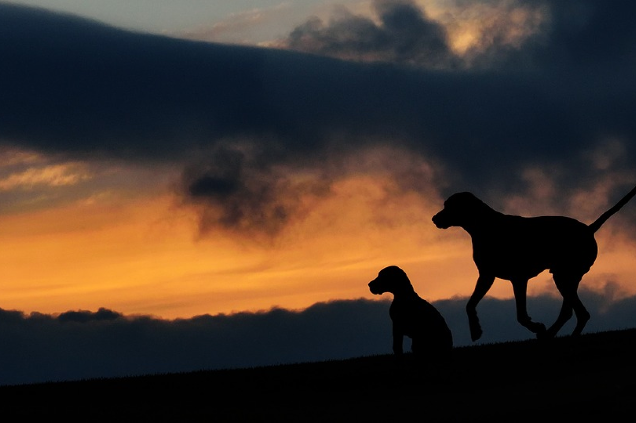 Introducing a New Pet to your Current Pet(s)