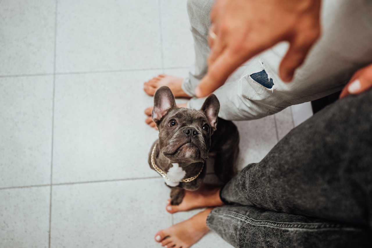 why do dogs sit at your feet in the bathroom