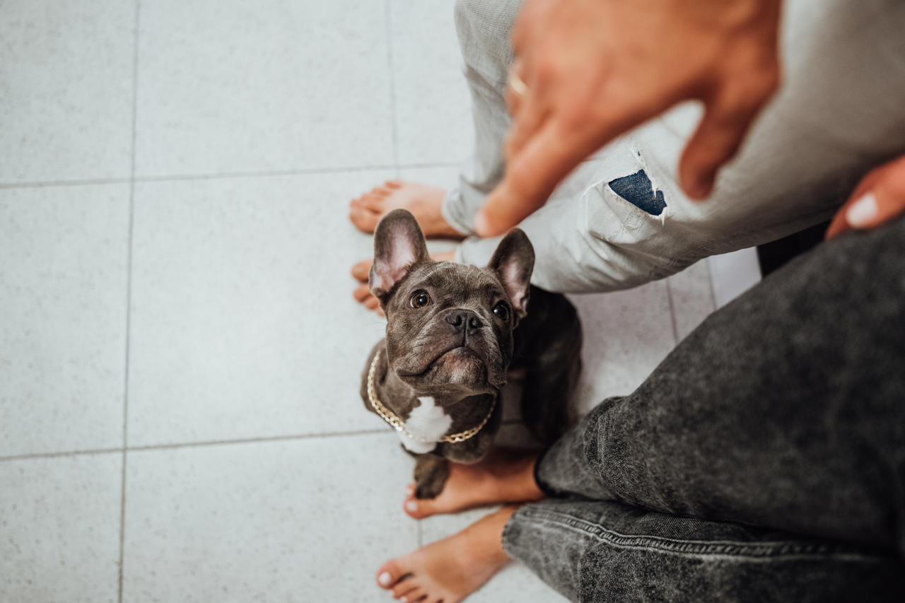 Why Dogs Sit On Your Feet