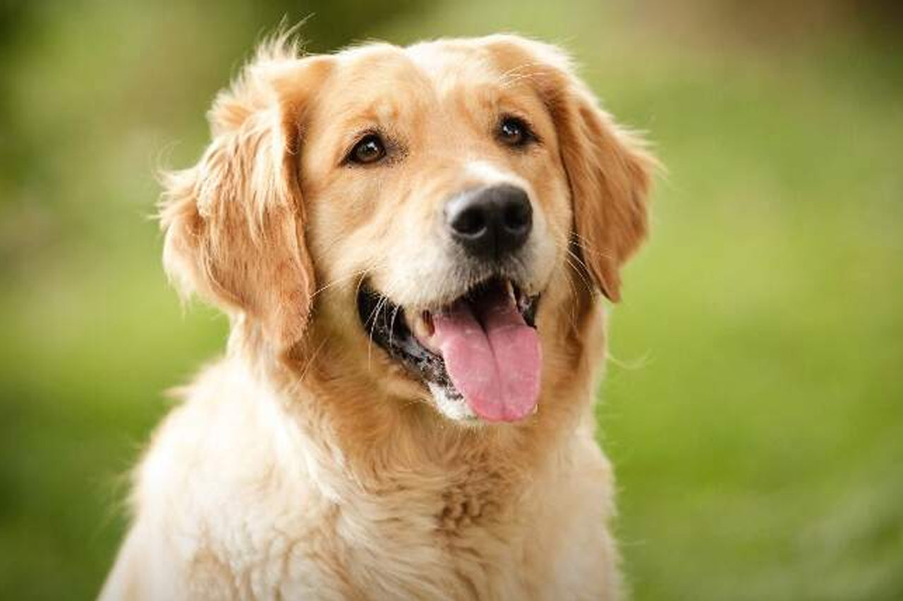 Yellow dog panting.