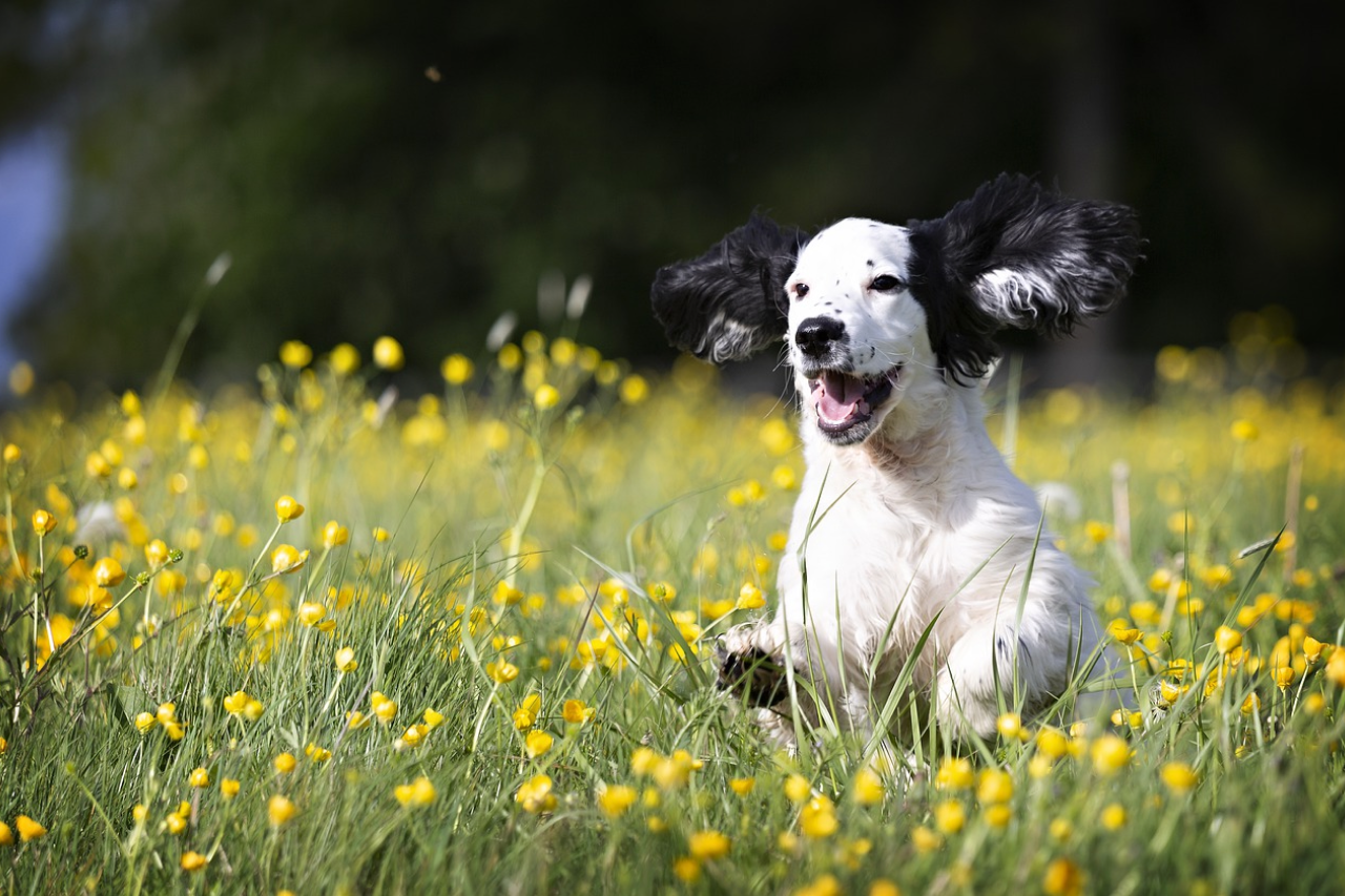 The Importance of Superfoods For Your Dog