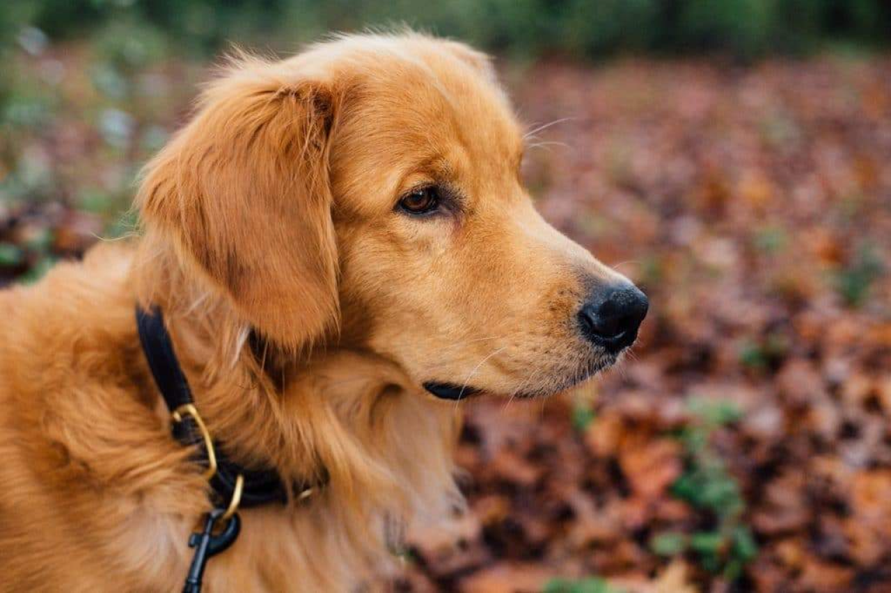 How Long Are Dogs Pregnant? Week-By-Week Dog Gestation Period