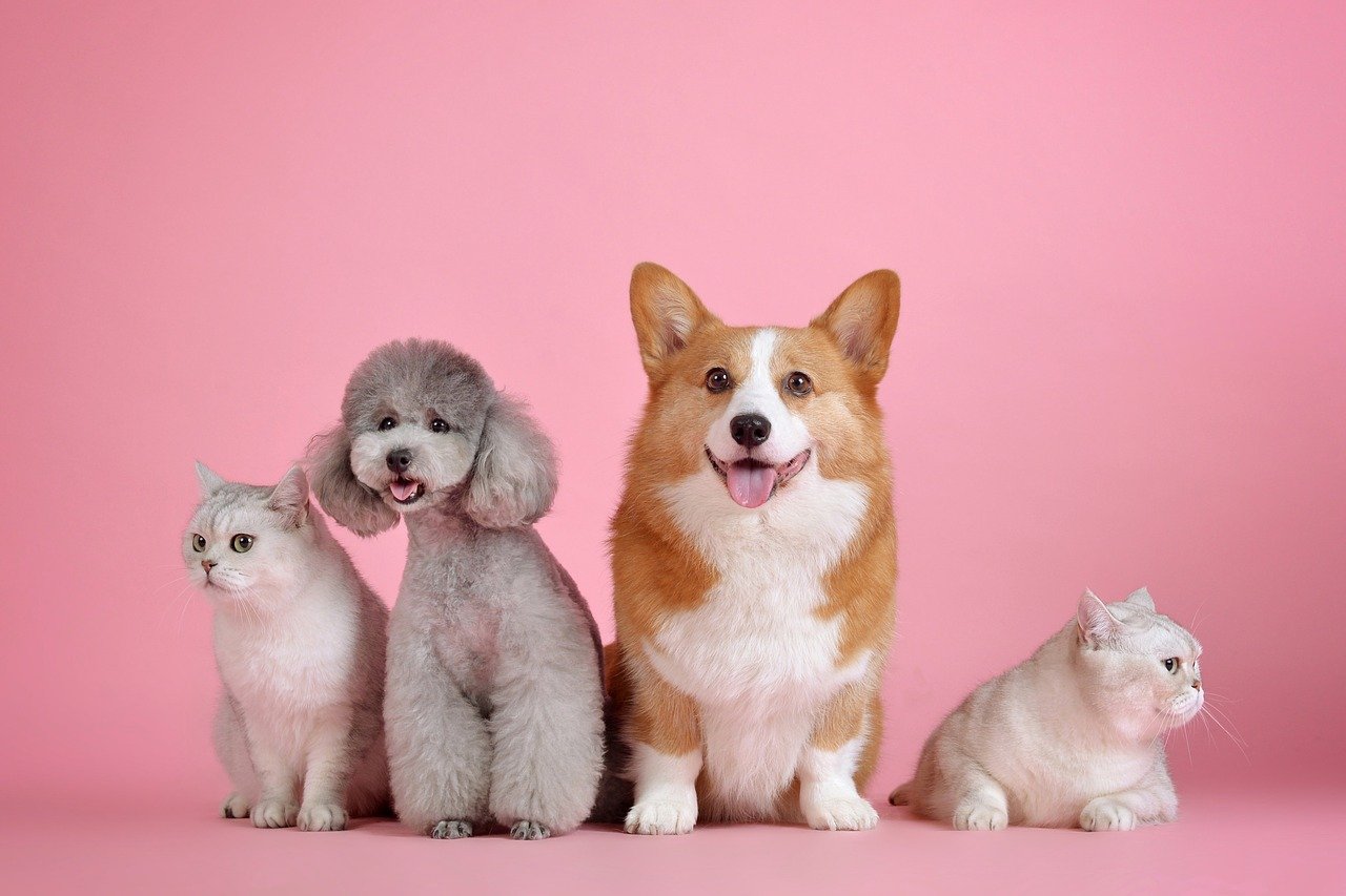 unique dog names
