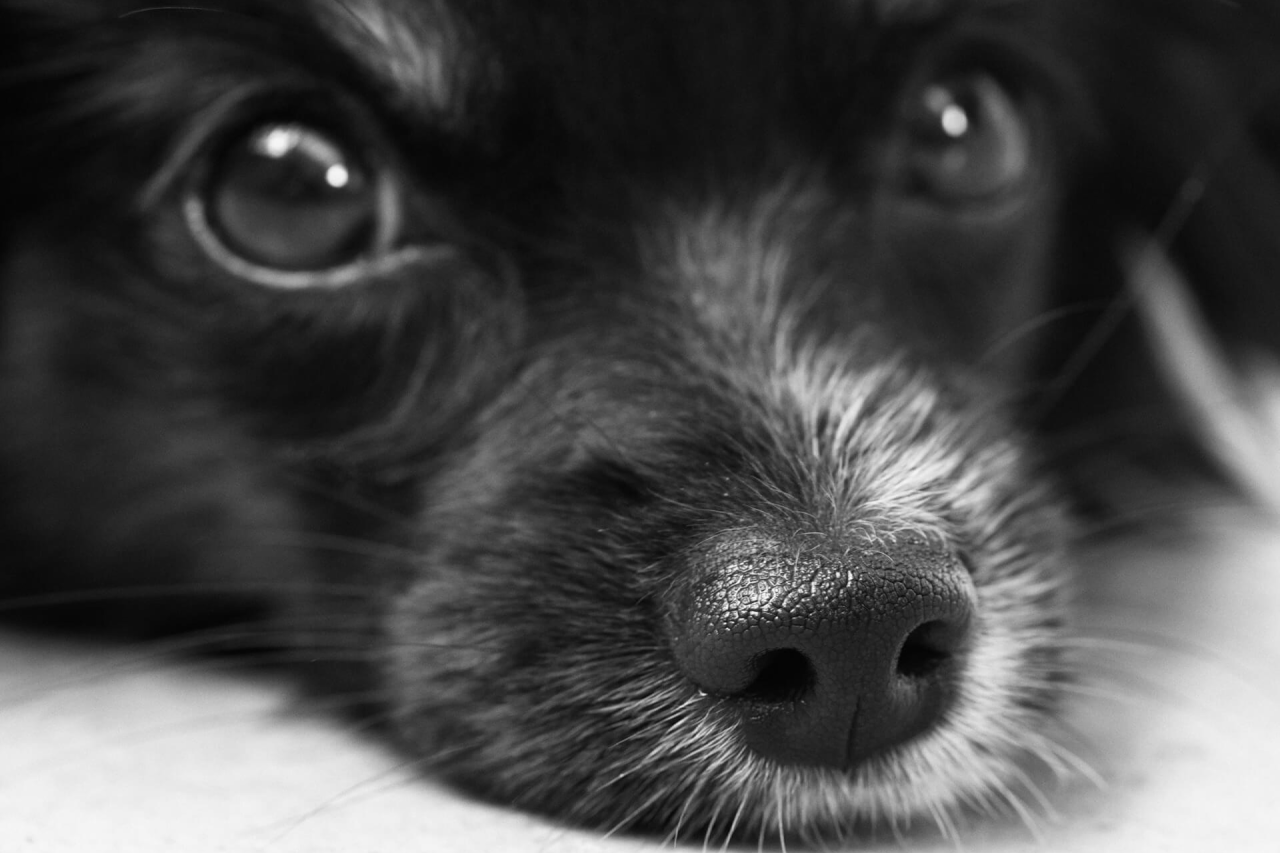 Dog Eye Boogers: The Causes and Treatment of Dog Eye Discharge