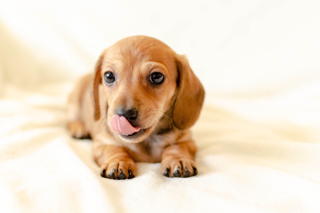 Why Do Dogs Lick You?