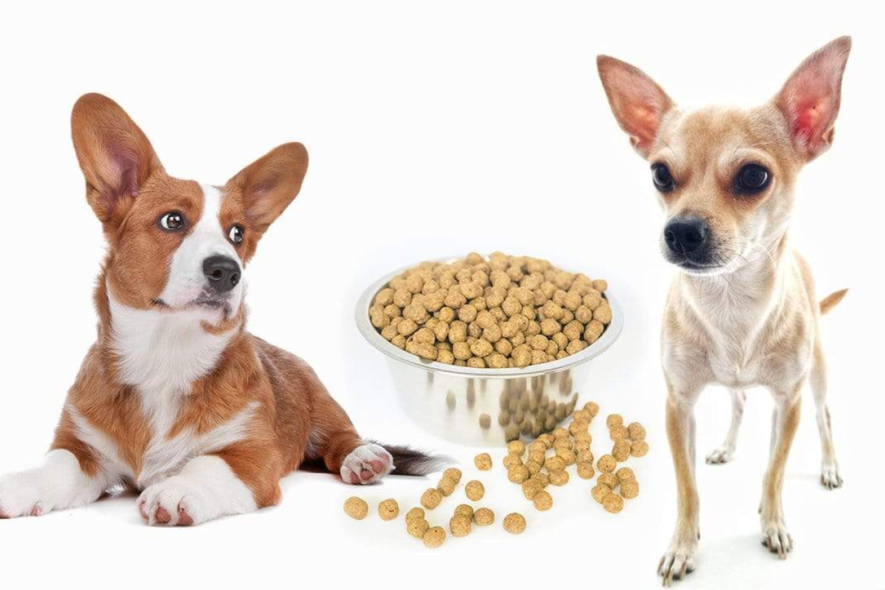 Yeast free food for 2024 dogs