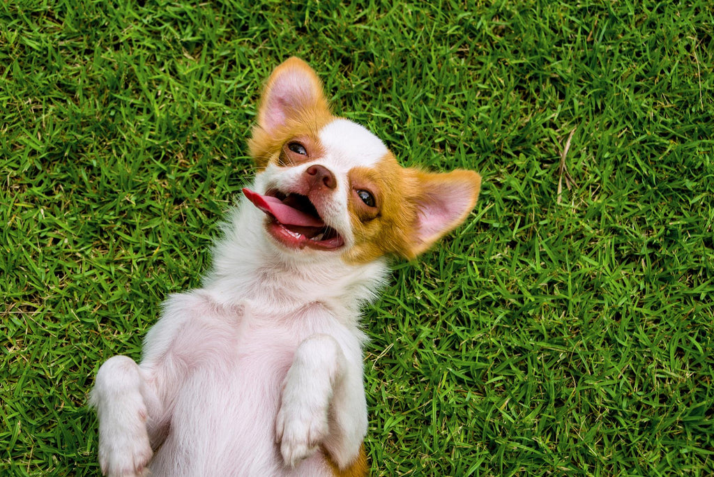 Small dog laying down in grass.