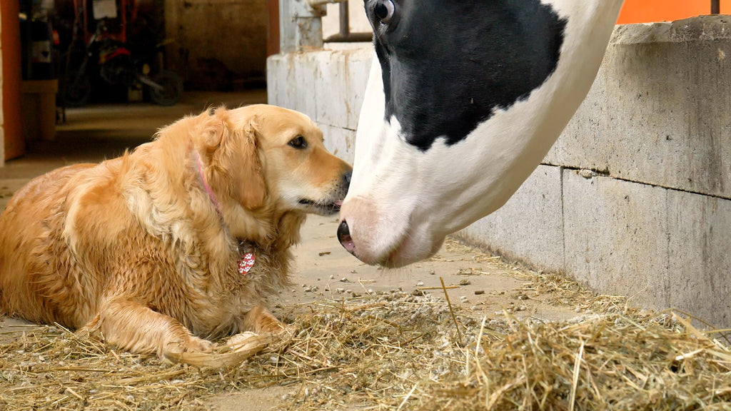 A dog sniffing a cow's face in a barn.
