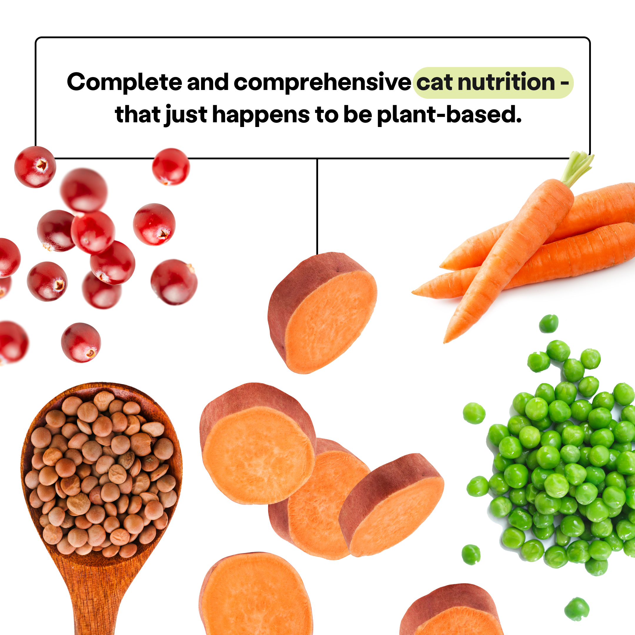 Complete and comprehensive cat nutrition that just happens to be plant-based.