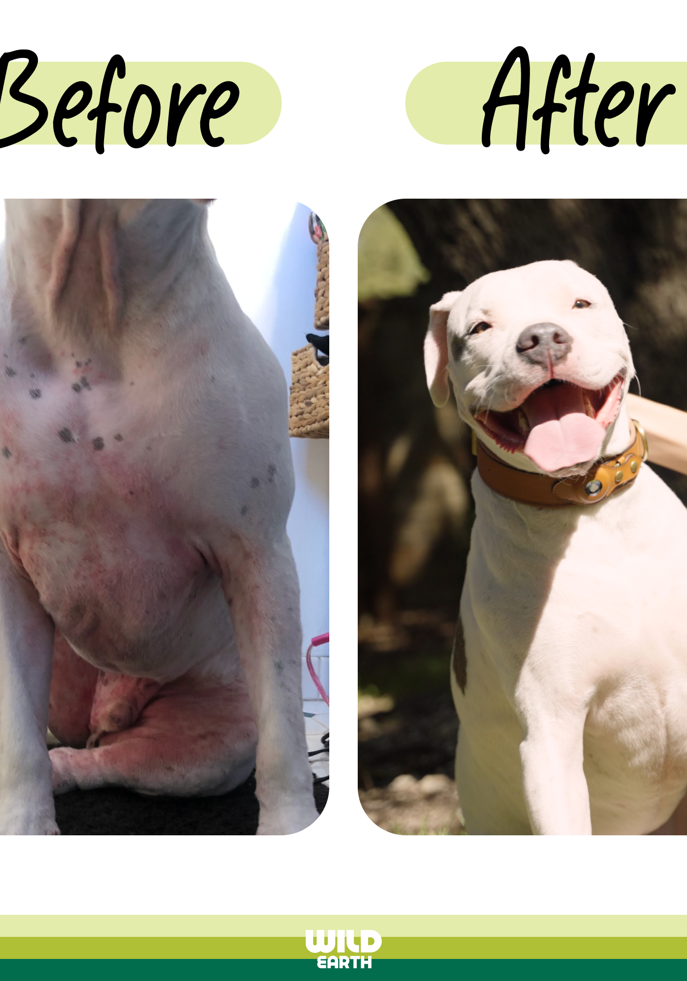 Before and After dog with missing spots.