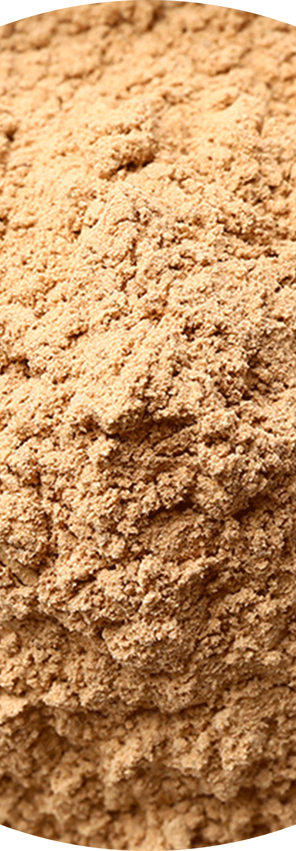 Bacillus Coagulans